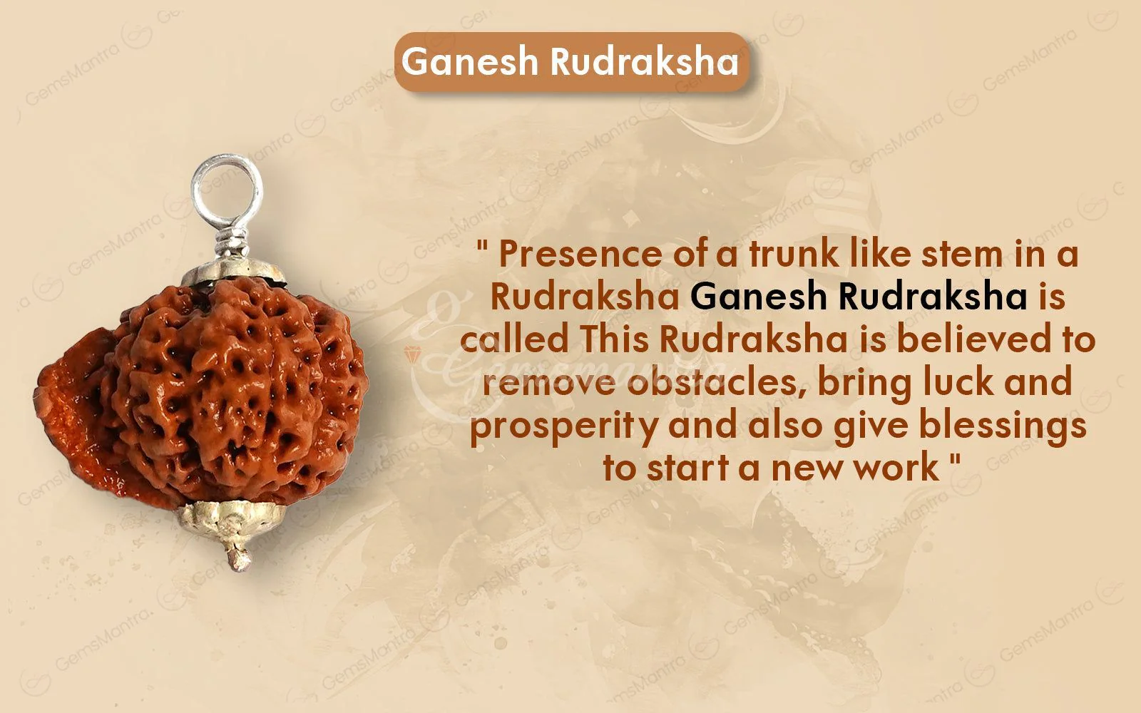 Natural Ganesha Rudraksha - Image 9