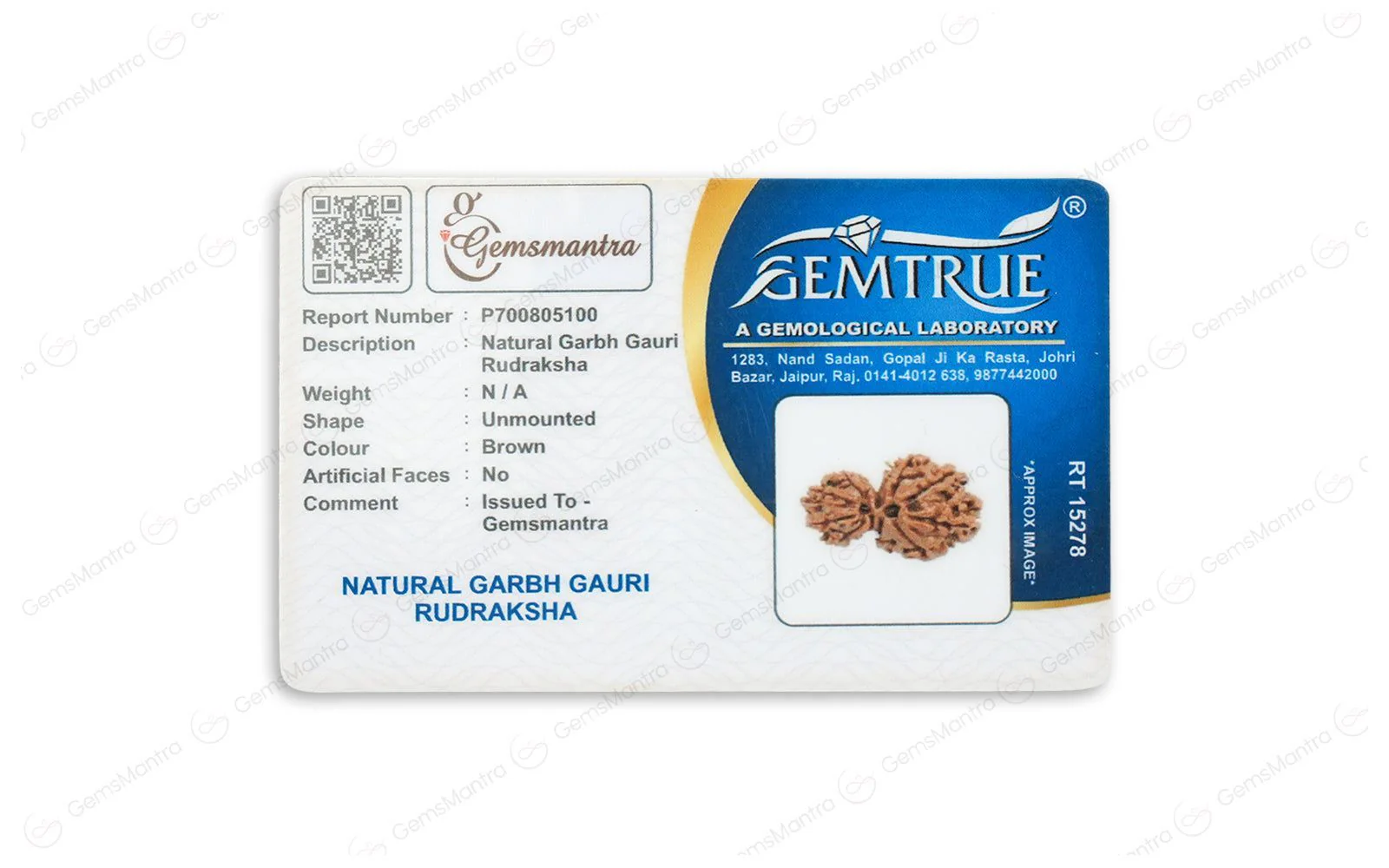 Natural Garbh Gauri Shankar Rudraksha - Image 4