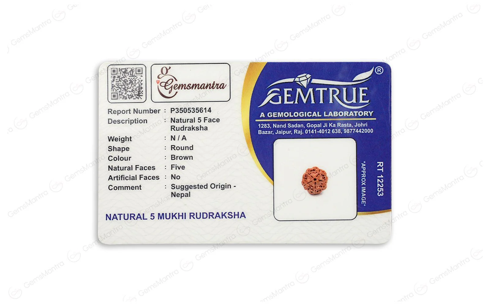 Natural 5 Mukhi Rudraksha ULTRA (Nepali) - Image 5