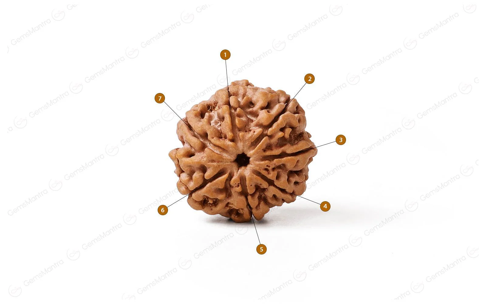 Natural 7 Mukhi Rudraksha (Nepali) - Image 4